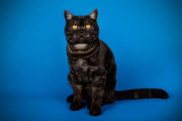 Scottish straight shorthair cat on colored backgrounds