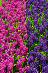 Blossoming flowers hyacinths and narcissus  