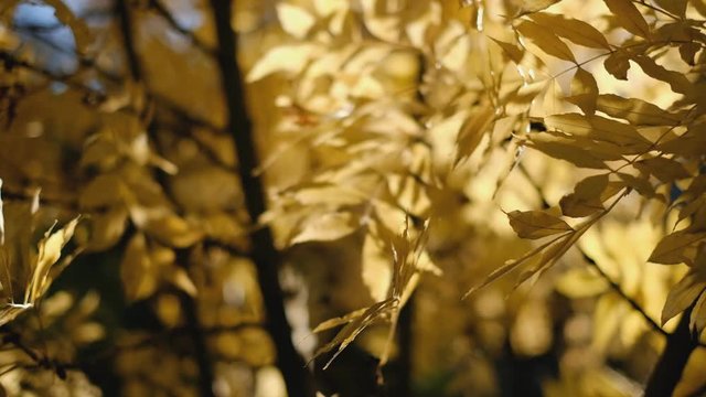 Wind sways yellow ash leaves on branches in the park in the fall.