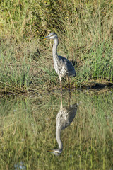 Grey Heron (Ardea cinerea) hunting in a lake