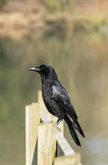 Carrion Crow (Corvus corone corone)