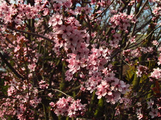 Soft focus Cherry Blossom or Sakura flower on nature background, photo texture, botany name Prunus serrulata