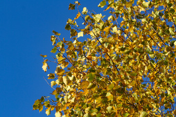 Golden foliage on tree branches in autumn