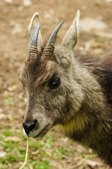 close up of of long-tailed goral - obrazy, fototapety, plakaty