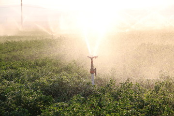 Fototapeta na wymiar Irrigation system in a field. Sprinkler system. Close up.