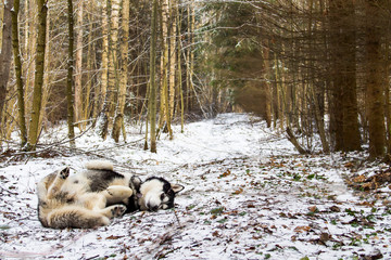 Fototapeta premium Dog playing in the woods