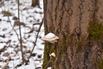 tree mushroom on a tree trunk under a hat of snow
