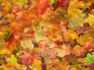 Naklejka na ściany i meble Maple leaves of different colors - maple background