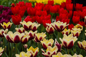 blossoming tulips in spring