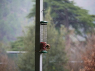 Algunos pájaros alimentándose y mirando el paisaje. 