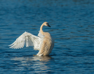 Trumpeter Swan at Seny National Wildlife Refuge