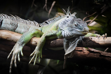 Close up of a lizard iguana sitting on a branch