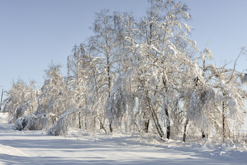 Snow on trees in cold winter