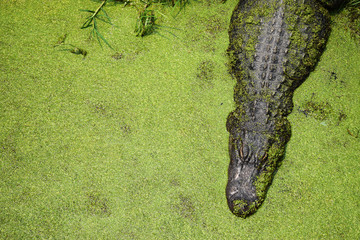 A crocodile basks in a stream filled with green pond weed