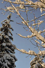 Snow on trees in cold winter