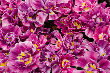 blossoming tulips in spring
