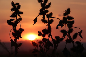 A plant at sunset background