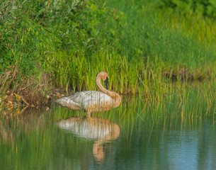 Trumpeter Swan at Seny National Wildlife Refuge
