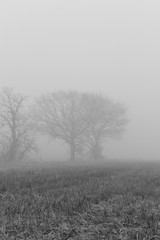 Obraz na płótnie Canvas tree in fog in winter taken in black and white 