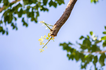 árbol