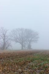 Obraz na płótnie Canvas tree in fog on a fark field 