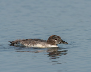 Common Loon at Seney National Wildlife Refuge