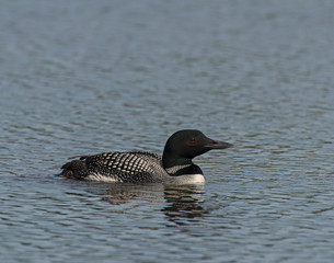 Common Loon at Seney National Wildlife Refuge