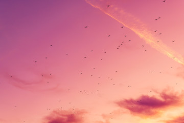 Flock of seagulls flying across colorful sunset sky