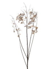 Dry field flower with seeds isolated on white, clipping path