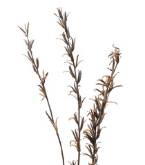 Dry field flower with seeds isolated on white, clipping path