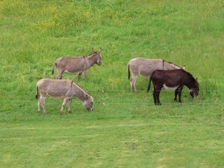Herd of donkeys grazing