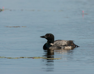 Common Loon at Seney National Wildlife Refuge