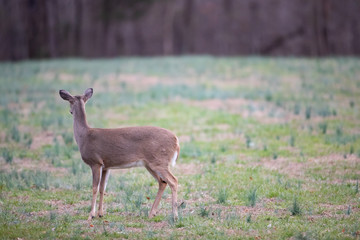 Deer