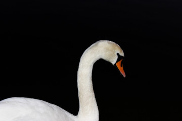 Fototapeta premium swan on the lake at night 