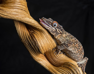 Gargoyle Gecko on stick with black background