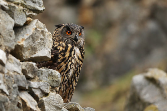 A big brown eared owl sits on an ancient stone wall. Bubo bubo, close up. Eurasian eagle-owl