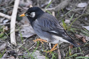 Starlings behave in groups and feed on plant seeds and insects. Its beak and legs are yellow.