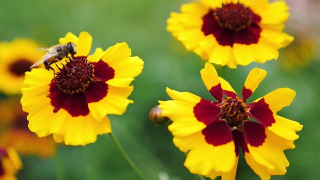 Slow motion footage of a bee gathering polen from a flower