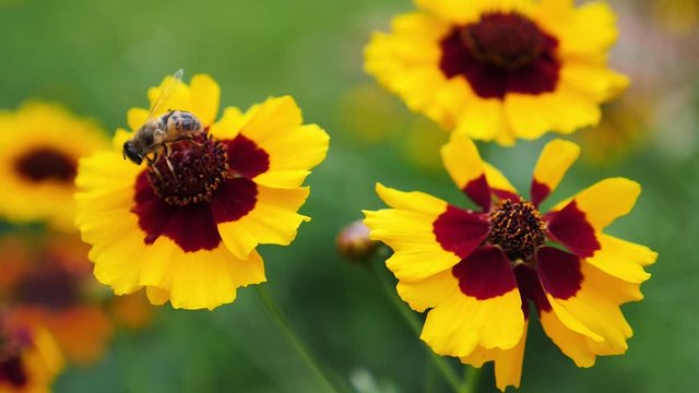 Slow motion footage of a bee gathering polen from a flower
