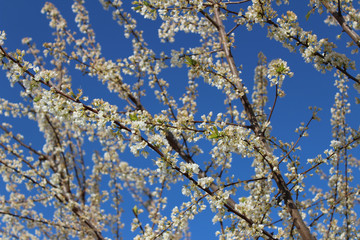 Fruit Trees in Bloom (CA 05378)