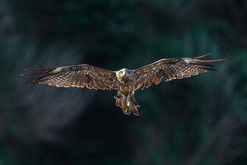 Black kite flying in a forest