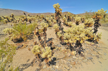 teddy bear cholla -  cactus species in Joshua Tree National Park in  California.