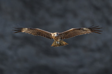 Fototapeta premium Black kite flying in a rift