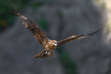 Black kite flying in a rift