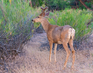 White-tailed Deer