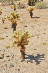 teddy bear cholla -  cactus species in Joshua Tree National Park in  California.