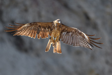 Black kite flying in a rift