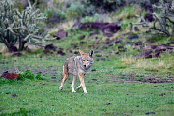 coyote in desert