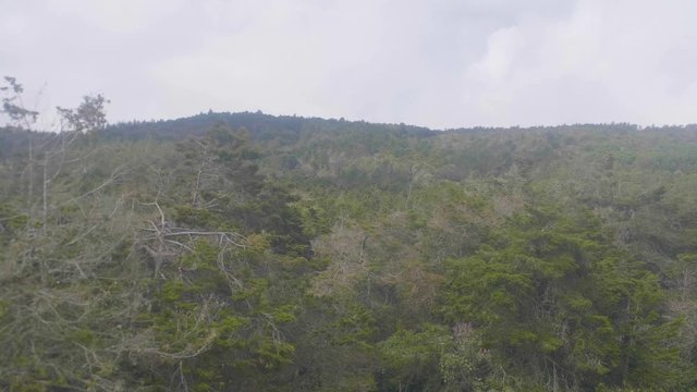 Cable Car Ride to Arvi Park with View of Green Hills, Trees and a Lot of Plants,  Some houses Away from the City in Antioquia / Colombia
