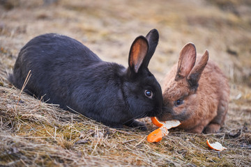 Close up picture of two cute and fluffy black and red rabbit or bunny eating a food on pasture land...